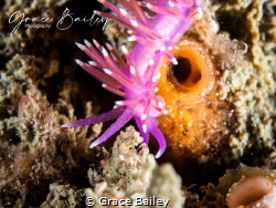 A Violet Nudibranch on a journey across a sea squirt. I w... by Grace Bailey 